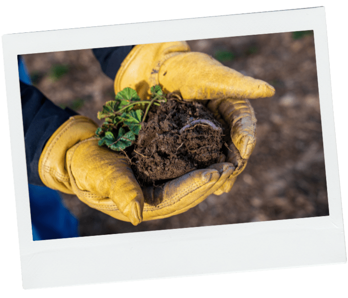 Single polaroid 2 shasta cascade